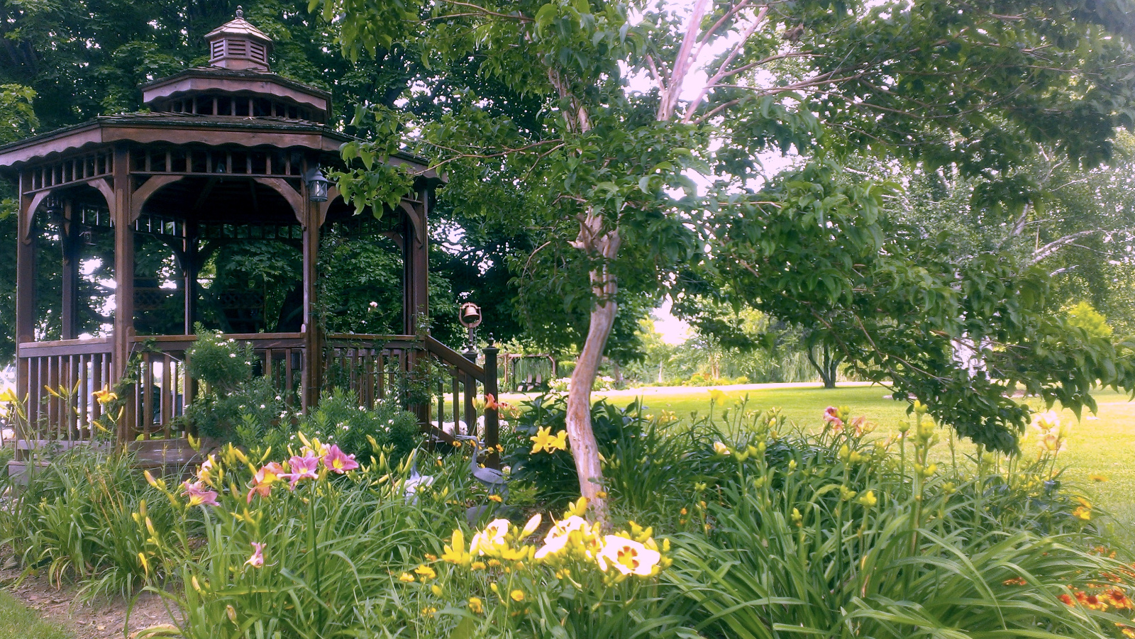 Daylily around Cedar Gazebo